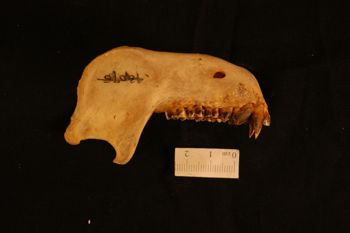 Media type: image;   Mammalogy 26479
